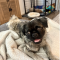Chewbacca (Chewie)